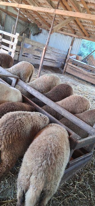 Disponibili pentru sacrificat sau de ținut!!!