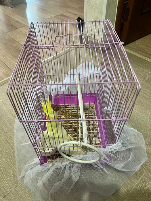 Попугай Корелла австралийская
