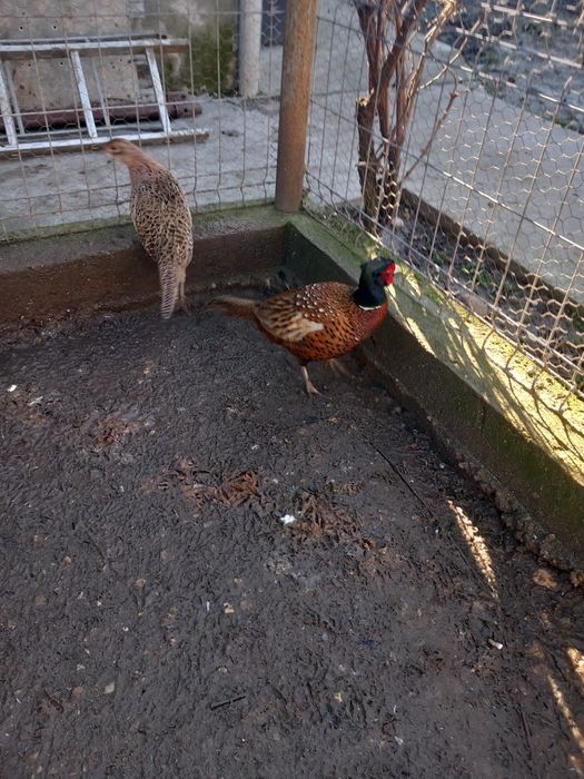 Vând fazani maturi.