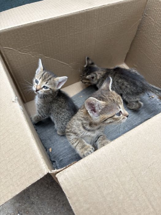 Отдам  котят в добрые руки ! Три девочки