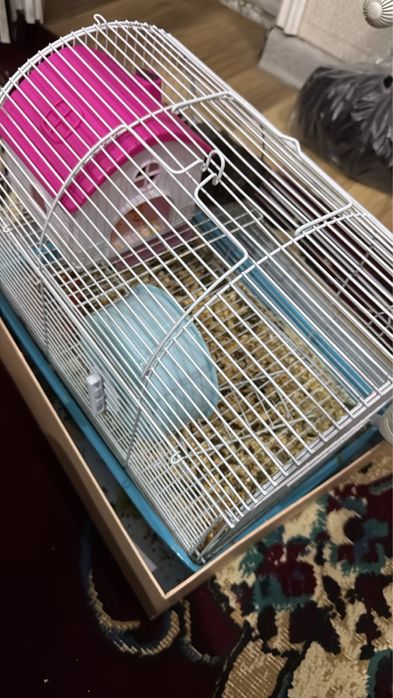 Бесплатно отдадим хамяка