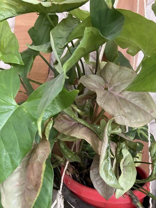 Продам  сингониум(2 горшка) розовый