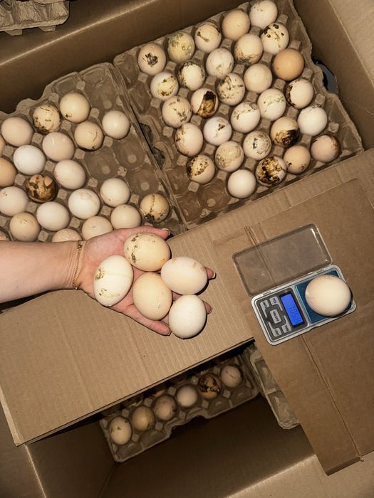 Инкубационный яйца бройлер Кобб