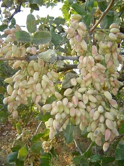 Fistic (Diferite Soiuri )