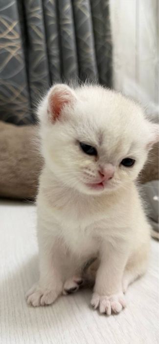 Шотландские прямоухие котята (Scottish Straight)