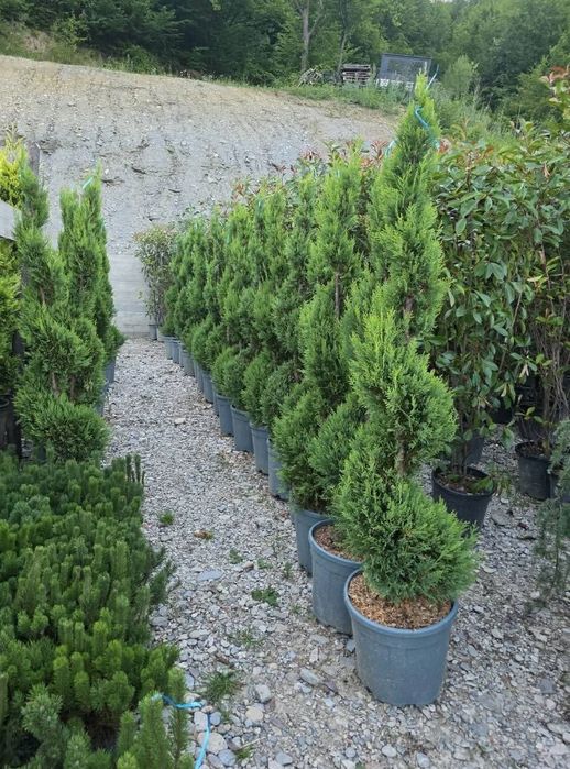 Leylandy cupressocyparis (tuia leylandii)
La o calitate superioara pre