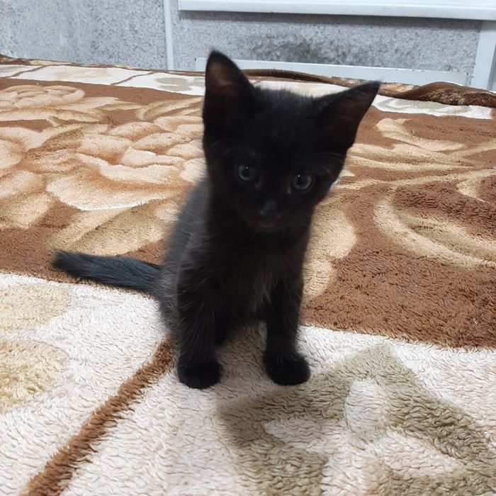 Котята  в добрые руки