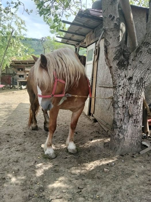 Vând mânză de 3 ani cu acte preț 3500 de euro sau schimb cu o iapă neagră