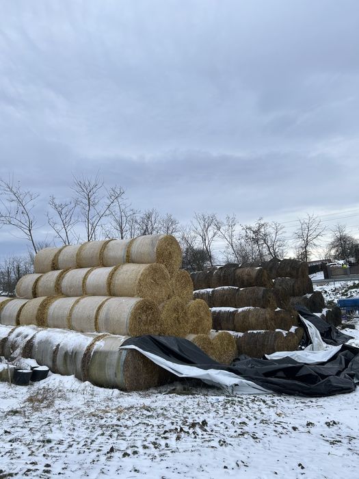 Vand baloti lucernă și paie orz