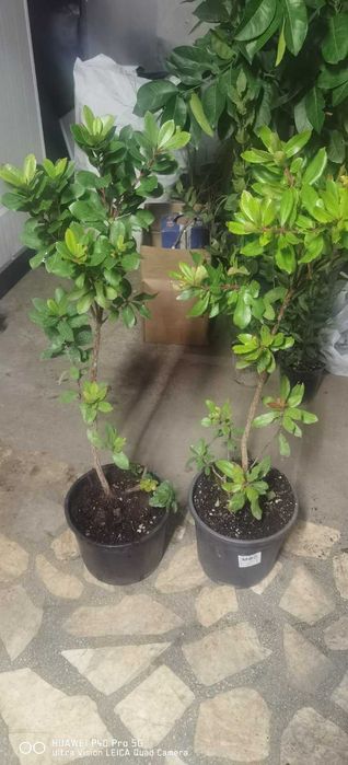 Ягодово дърво - Арбутус