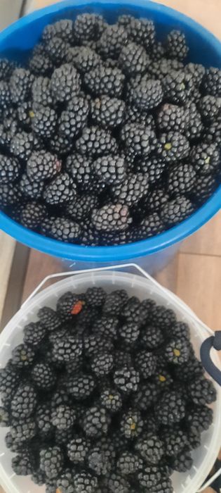 Ежемалина,  Малина. Ягоды домашние.