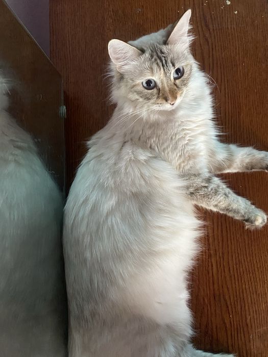 Невский маскарадный котенок