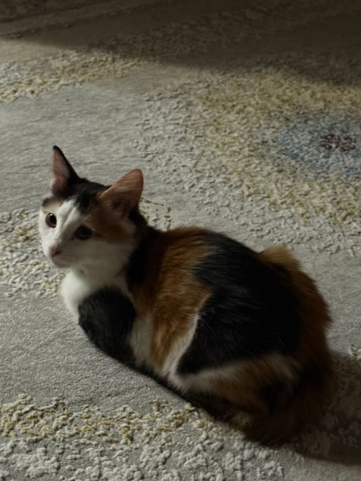 Отдаем кошку в хорошие руки