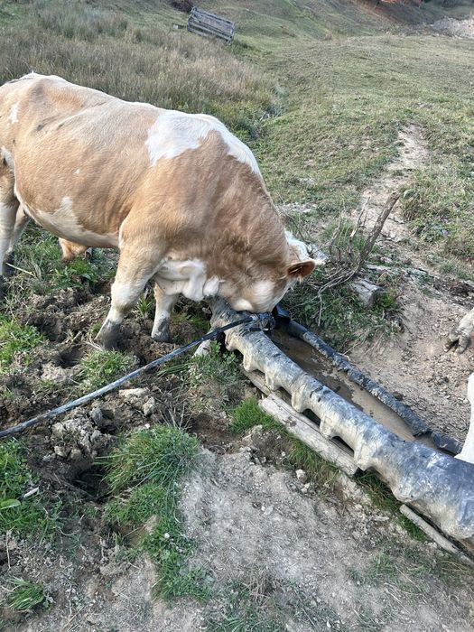 Vaci baltate românesti