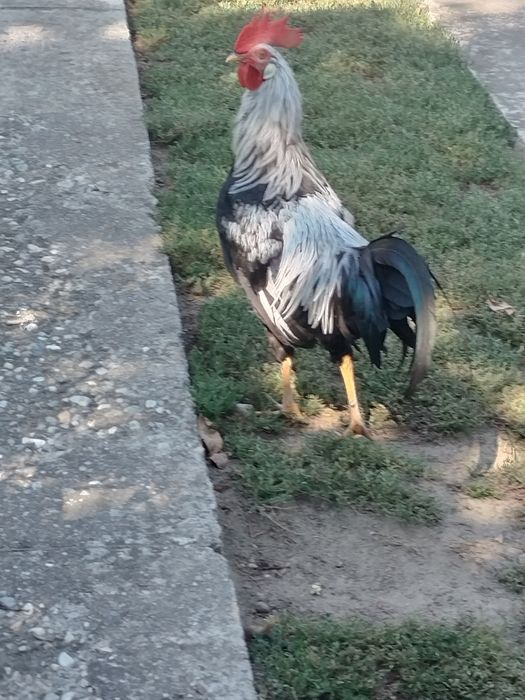 Cocos Italiana argintie 5 luni.