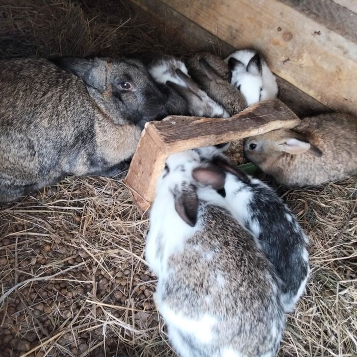 Семья кроликов. Қояндар отбасымен