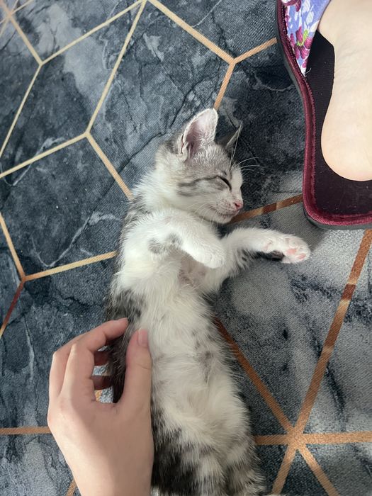 Кошка домашняя бесплатно