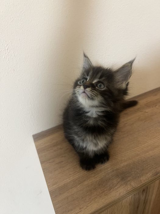 Котята мейн кун