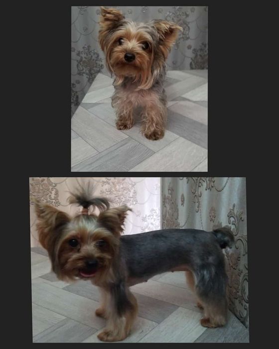 Стрижка собаки..