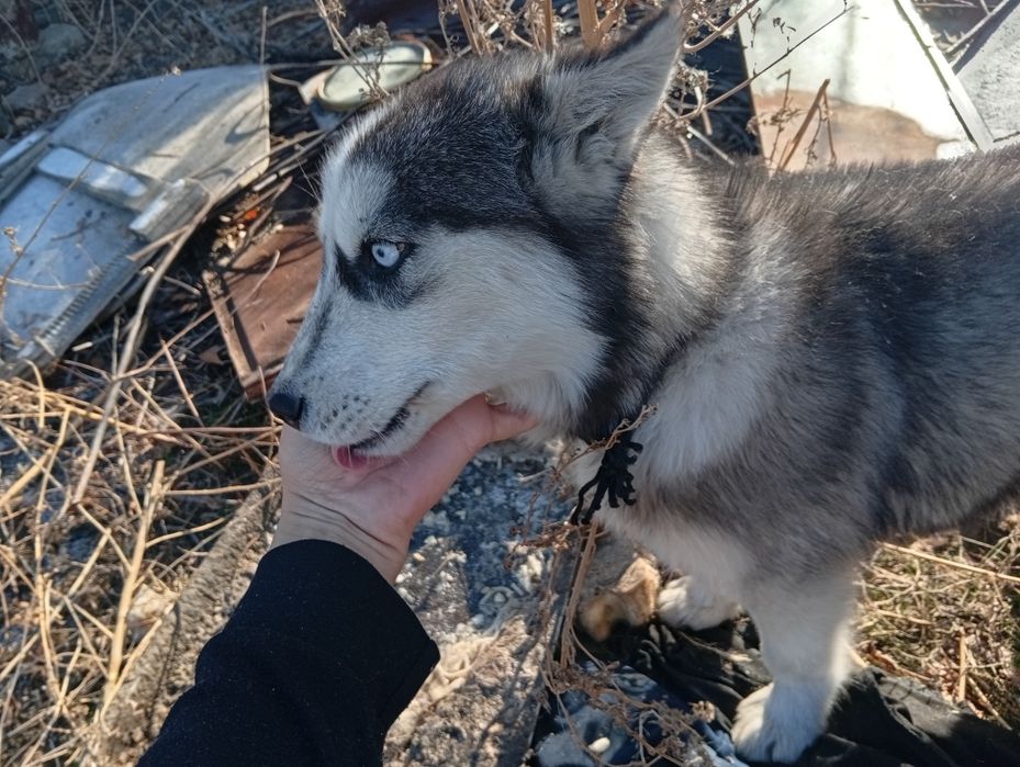 Щенок Хаски Мальчик