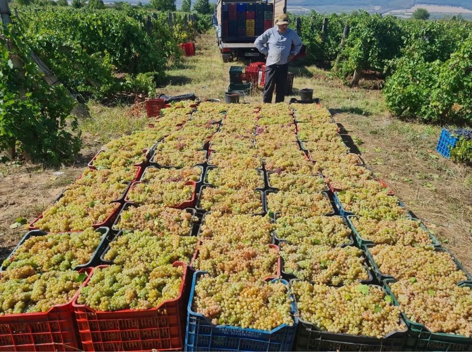 Vand struguri de vin