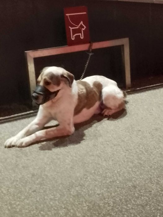 Подарявам куче Роджър