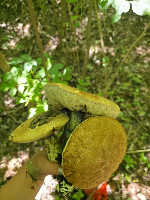 Продам сушёные , белые грибы.