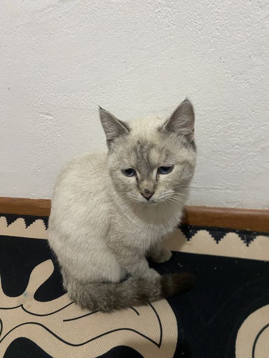 охос азулес кошка редко