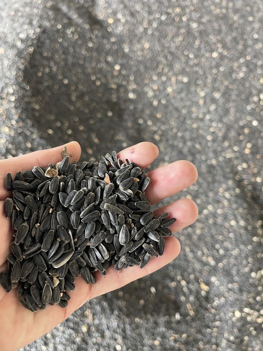 Floarea-soarelui productia 2025