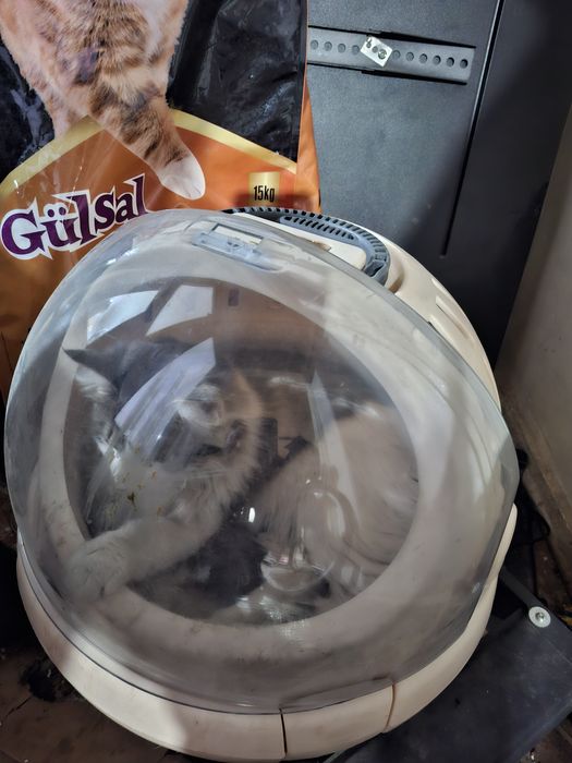 Зотдор хакикий уй мушуги сотилади Тошкенда! Кошка продаётся в Ташкенте