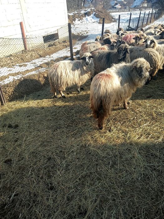 Oii de vânzare  preț 750