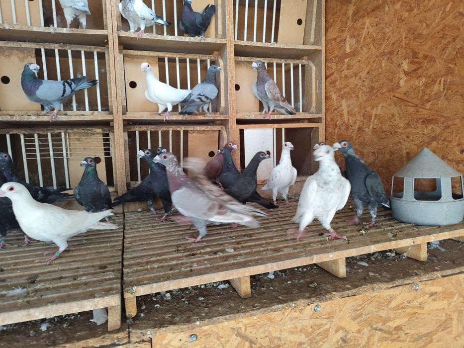 Porumbei Dragon englez vand