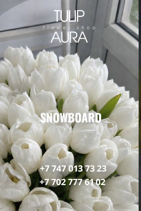 Тюльпаны высшего сорта оформление бесплатно