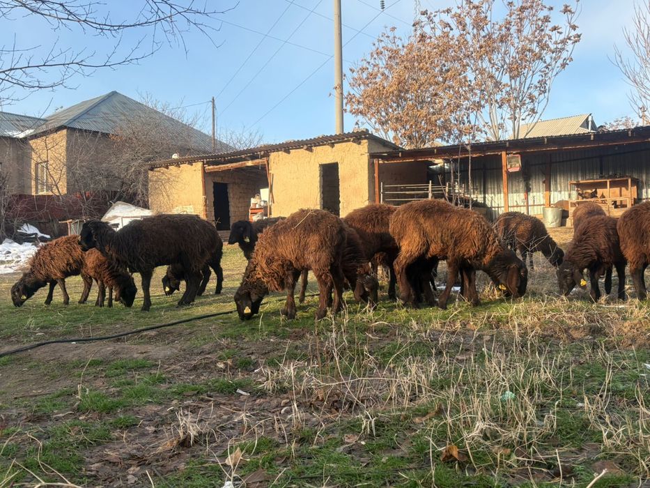 20 бас ұрғашы тоқтылар сатылады