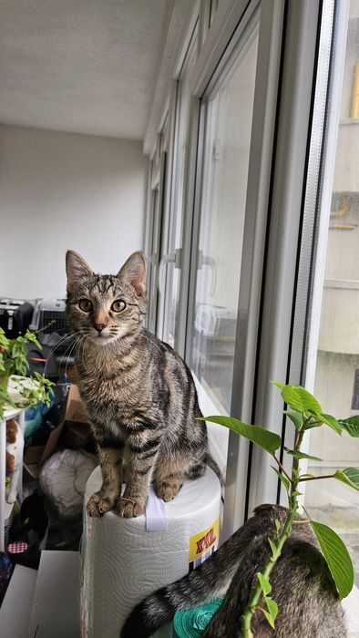 Adoptie pui pisica fetita