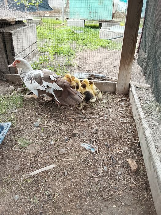 Продам индаутята