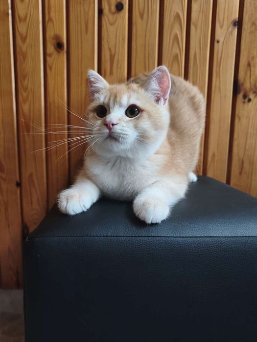 Британски котенца