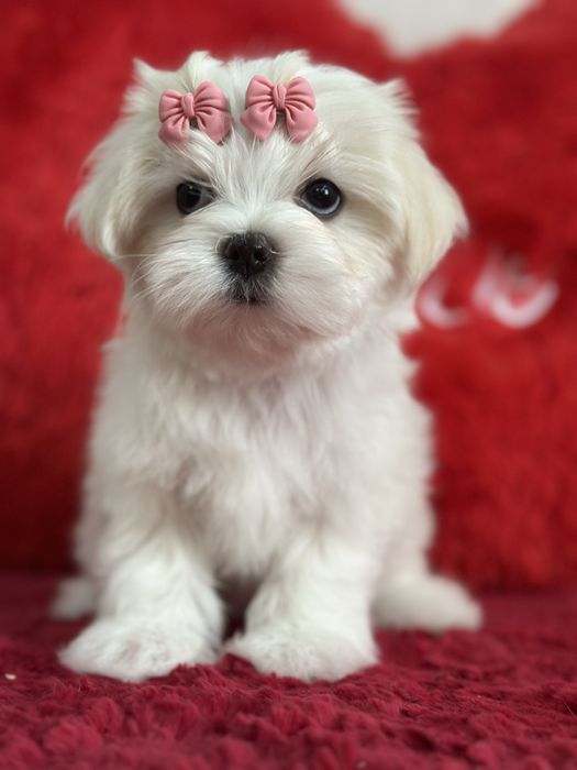 Шикарные девочки  и мальчики мальтезе