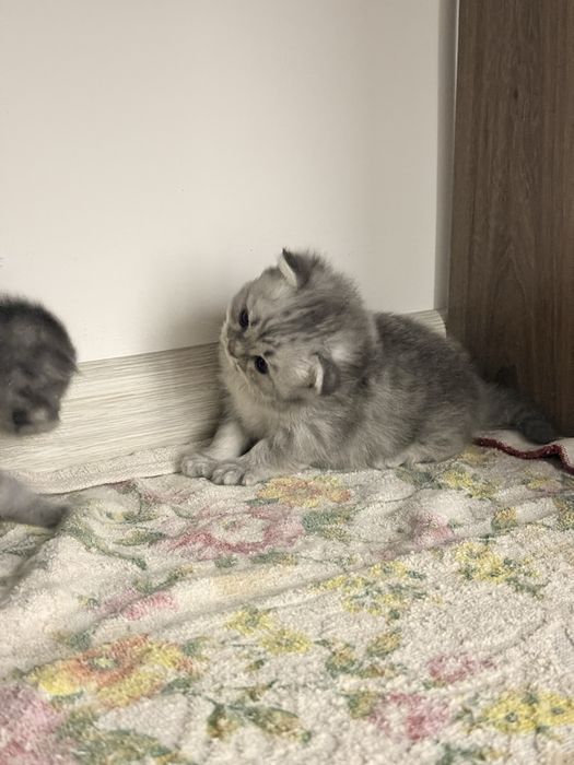 Бртаниский шиншила