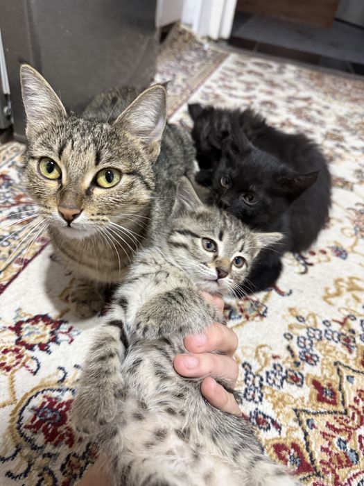 Отдам котят ! В добрые руки ! Домашние