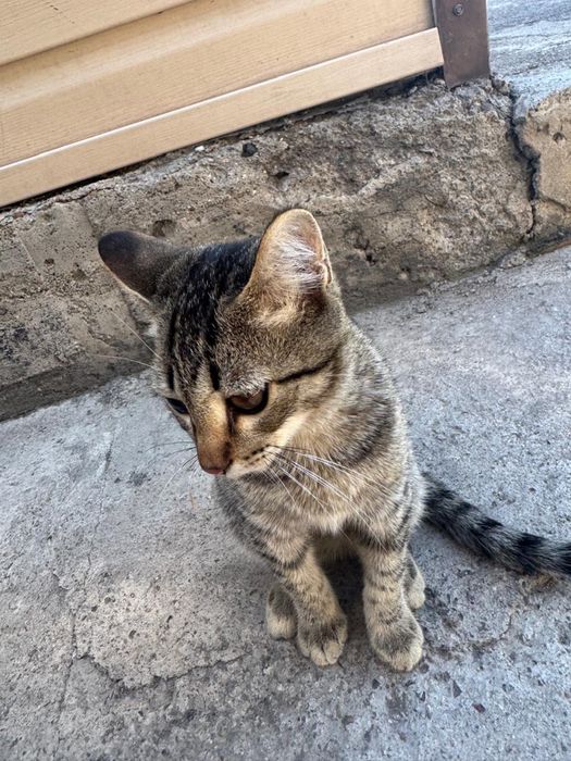 Котику 3 месяца нужен дом