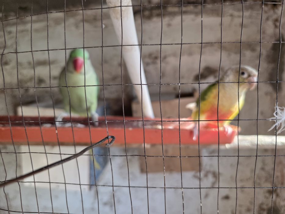 Aleksandra va prirura sotiladi ruchnoy