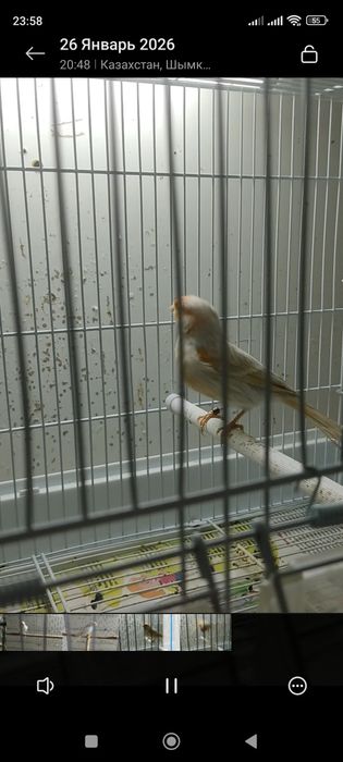 Канарейка сатинет