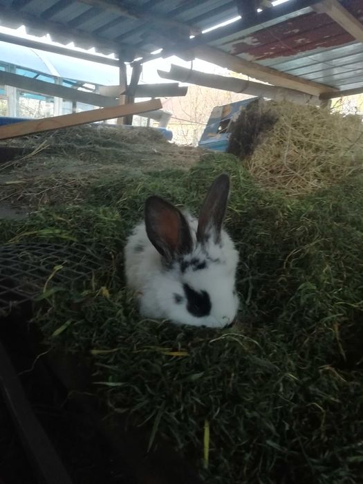 Кролики  продам  разных пород