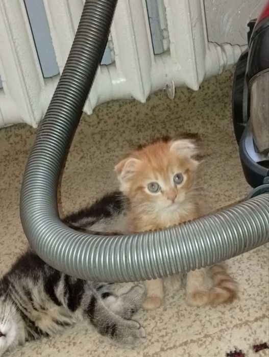 Продаются котята породы скотишь страйт и скотишь фолд
