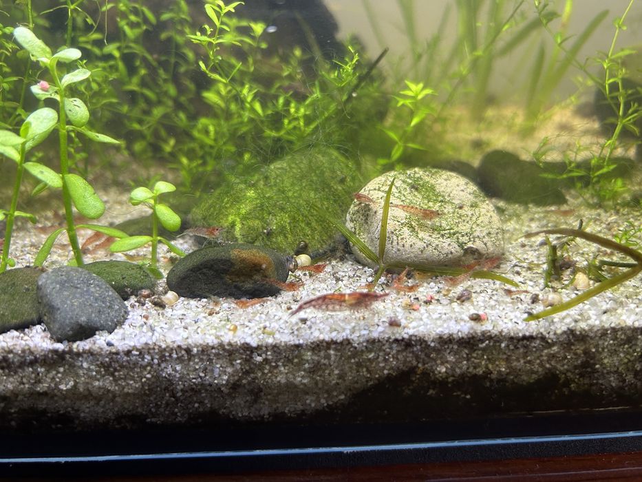 Creveti Red Cherry Shrimp