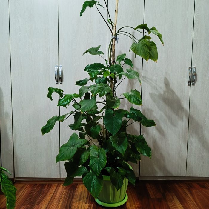 Комнатные растения -Сингониум