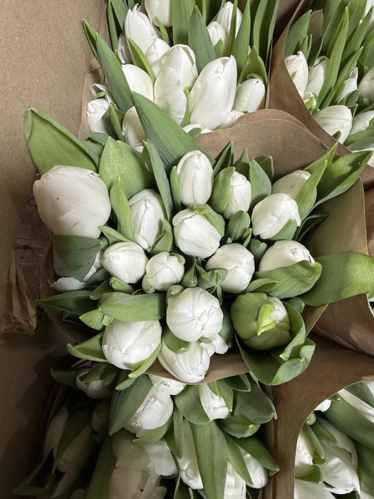 Тюлпаны на 8 марта