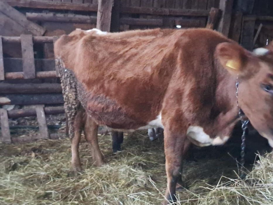 Vaca genstantain 8 luni de vânzare