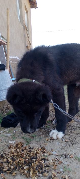 Сабака животное.